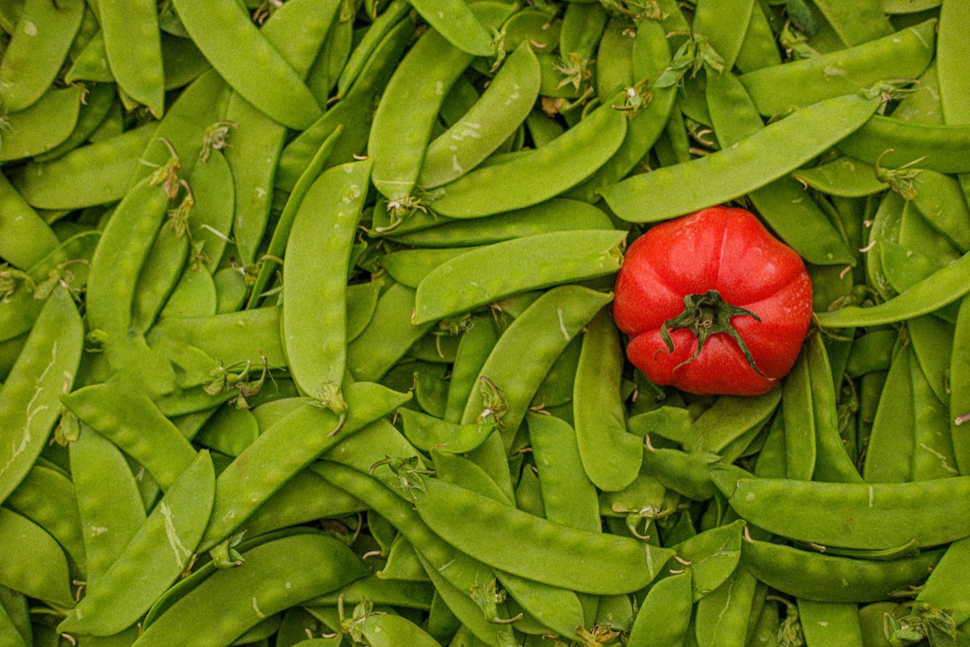 Légumes de saison en France métropolitaine